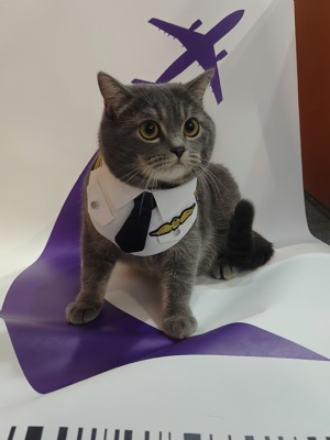 喀嚓！喵一下